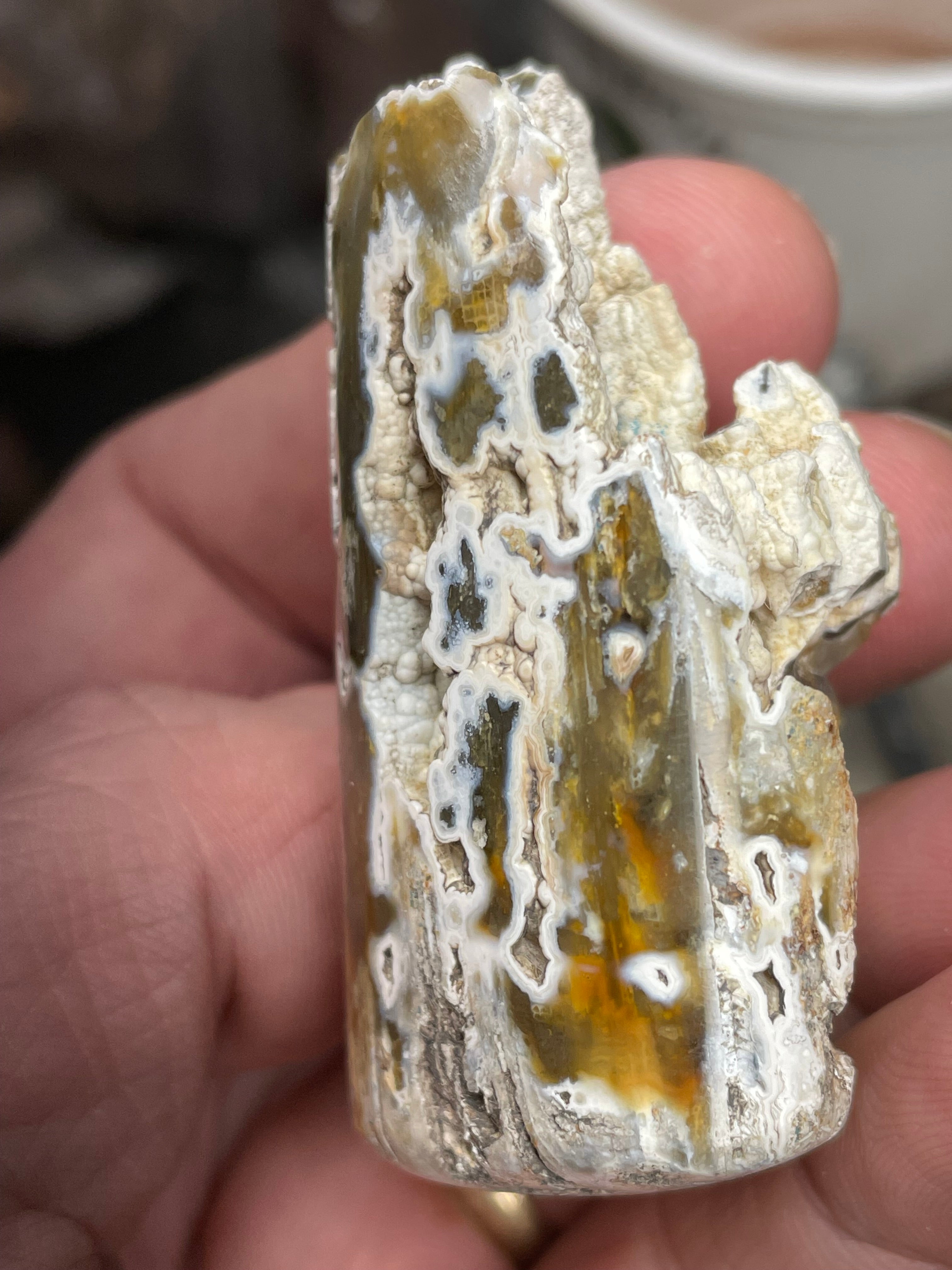 Agatized Coral – Hand Shaped & Polished Freeform