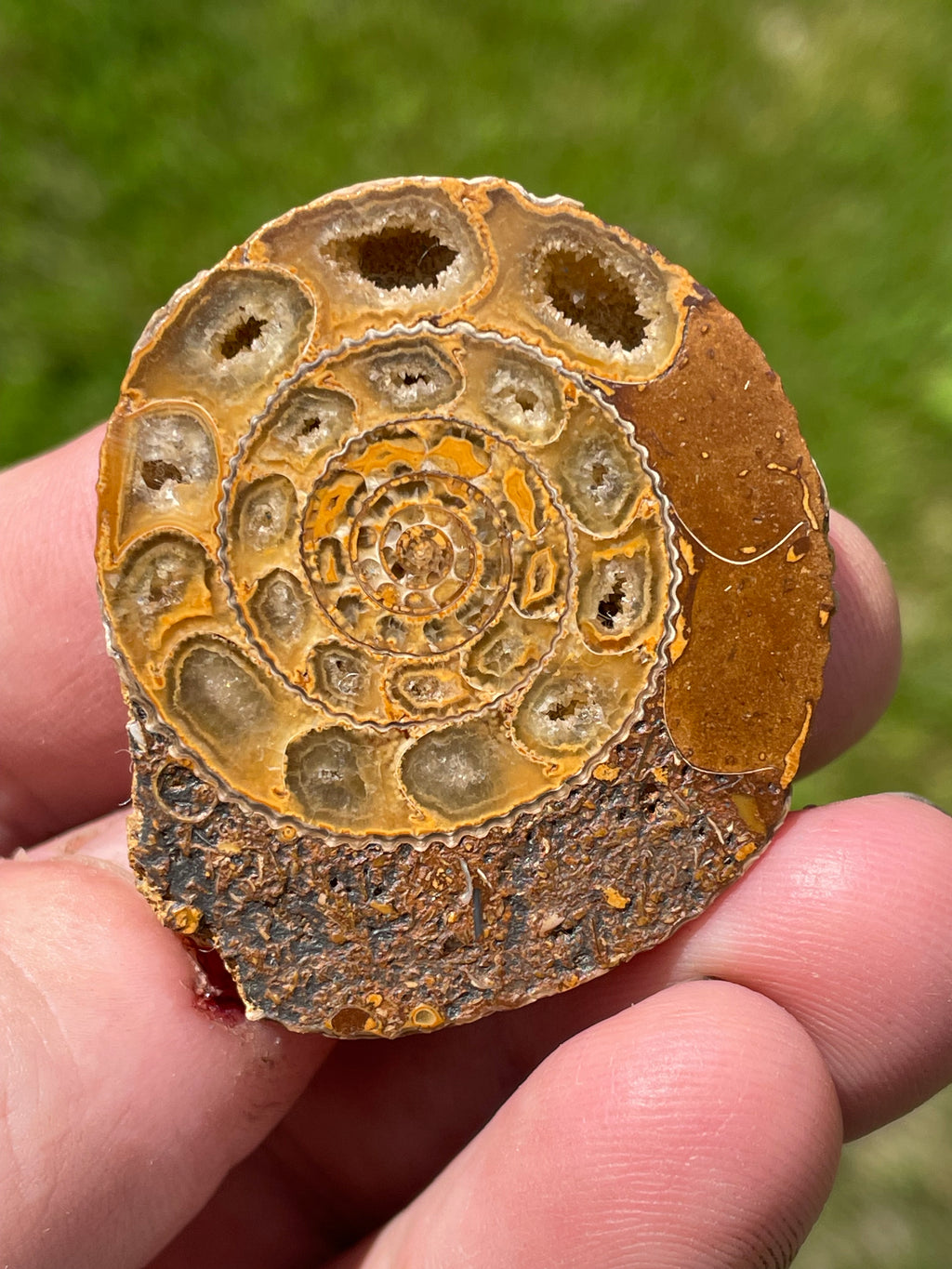 StoneBorn Creations Hand-Polished Split Ammonite Fossil Pair with Natural Druzy Chambers and Preserved Crystal-Filled Septa