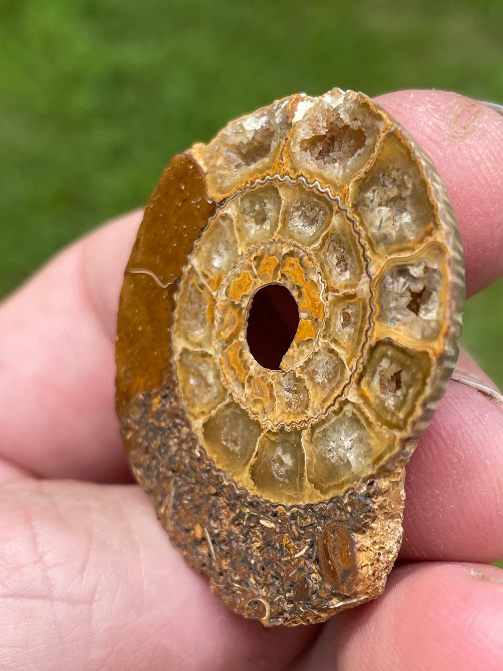 StoneBorn Creations Hand-Polished Split Ammonite Fossil Pair with Natural Druzy Chambers and Preserved Crystal-Filled Septa