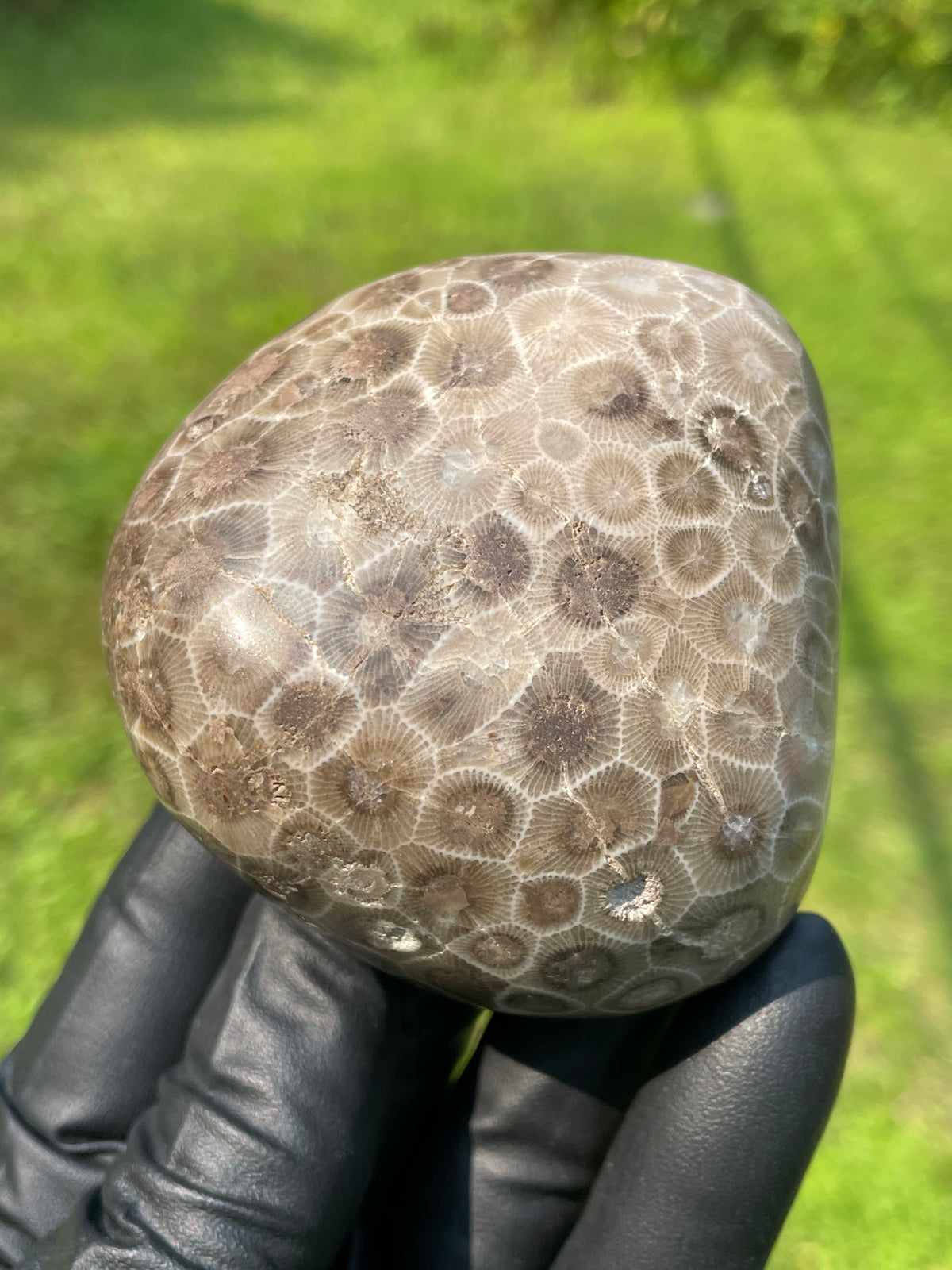 StoneBorn Creations Hand-Polished Petoskey Stone Fossil Coral Freeform Display Stone