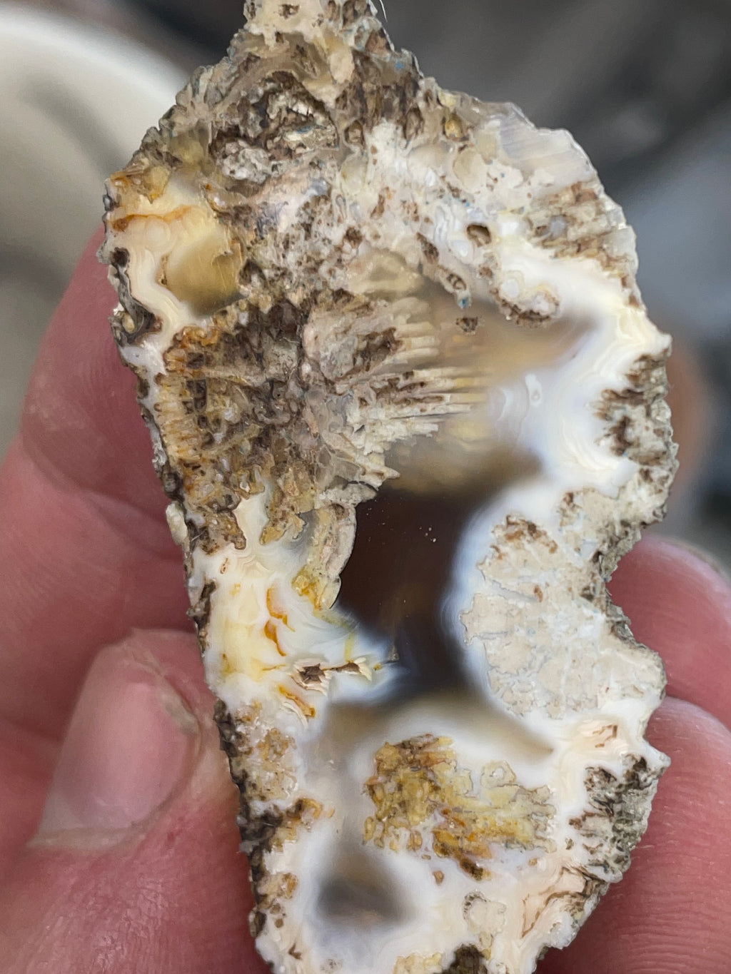 Agatized Coral | Hand Polished Fossil Coral | One of a Kind