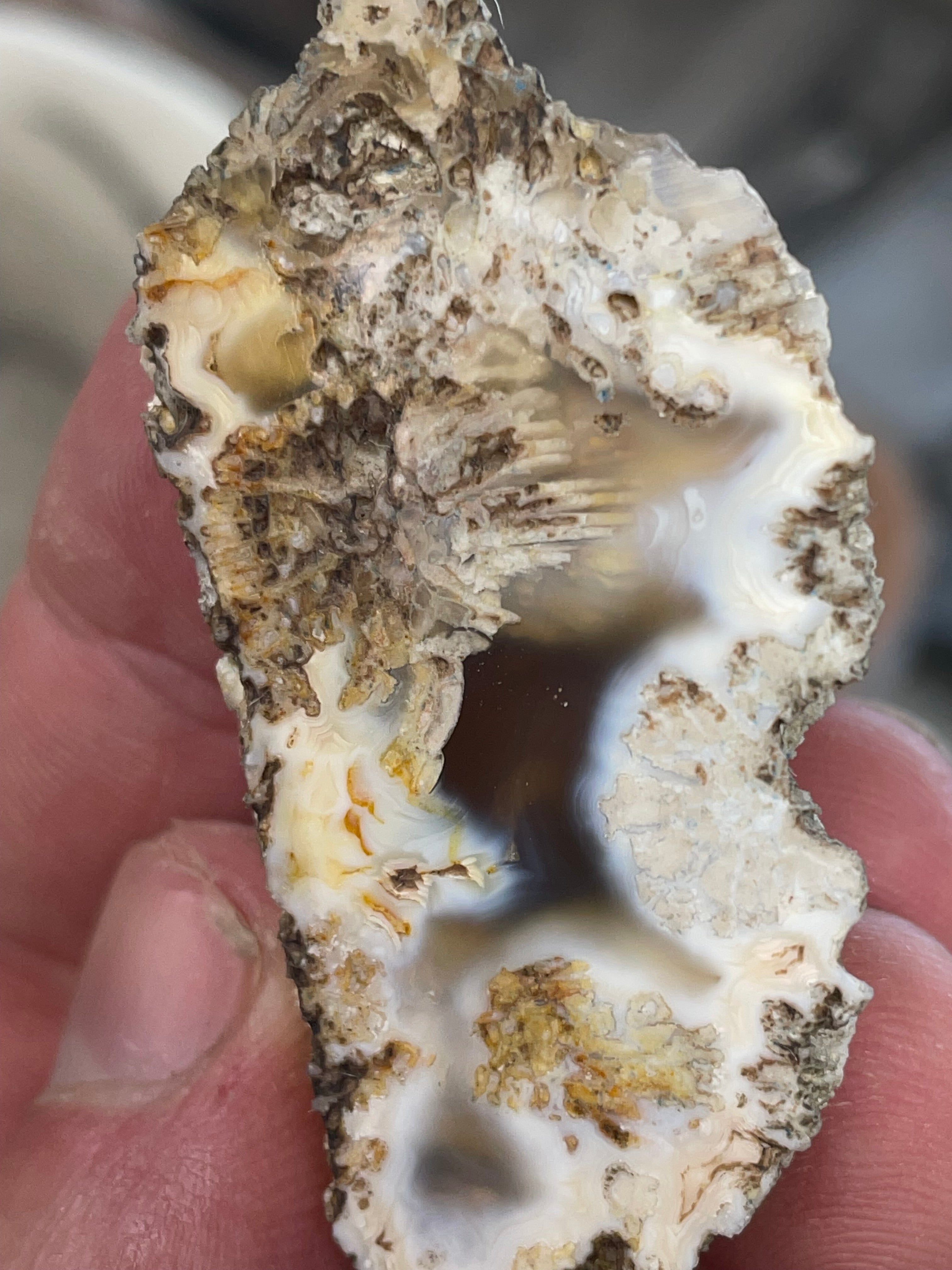 Agatized Coral | Hand Polished Fossil Coral | One of a Kind