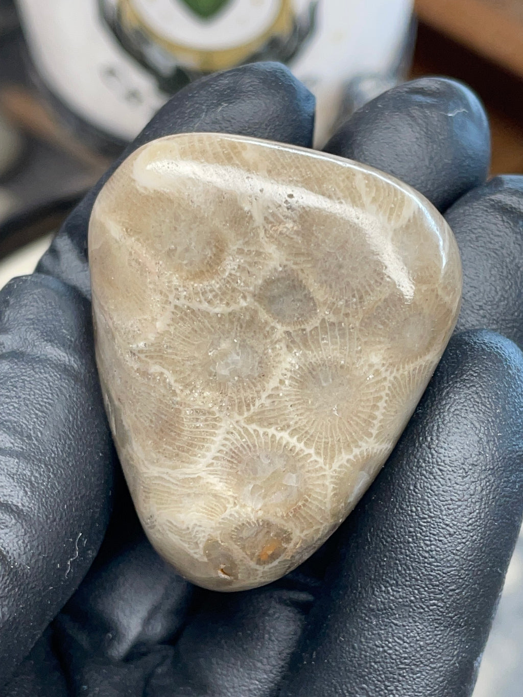 StoneBorn Creations – Polished Petoskey Stone (Ancient Fossil Coral)