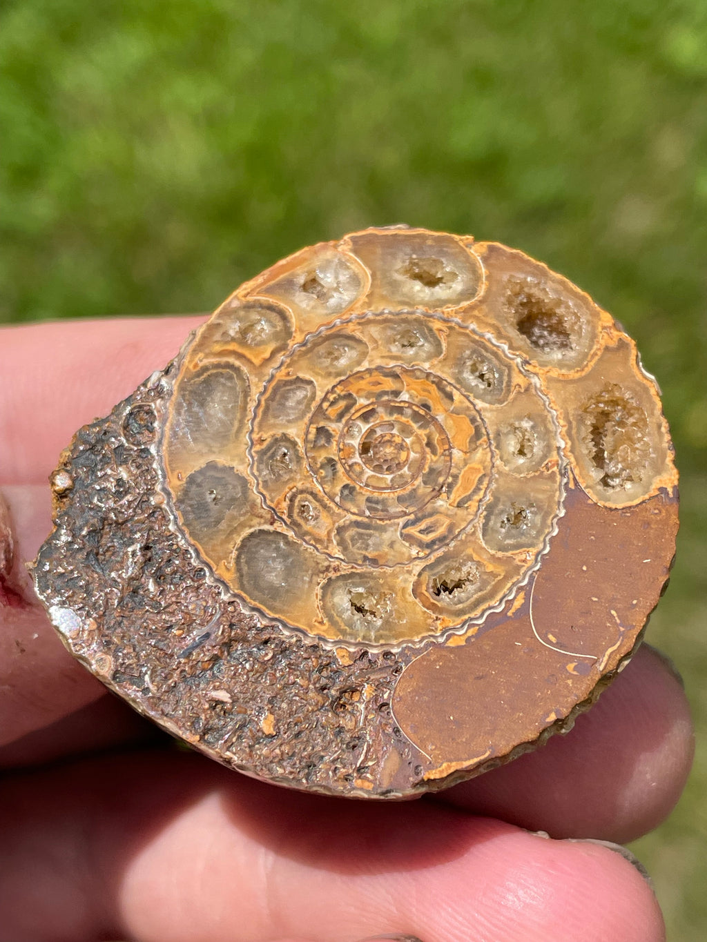 StoneBorn Creations Hand-Polished Split Ammonite Fossil Pair with Natural Druzy Chambers and Preserved Crystal-Filled Septa