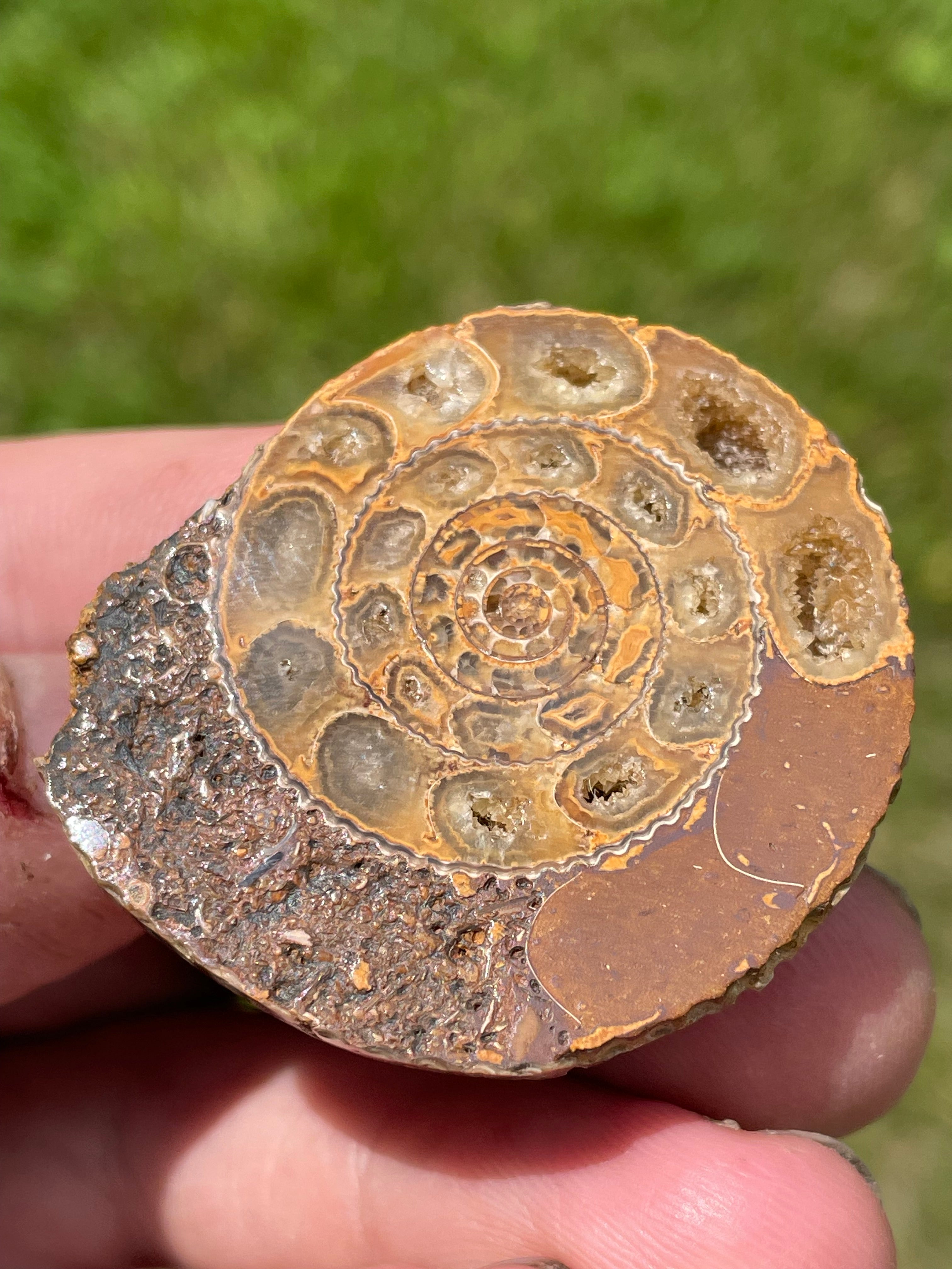 StoneBorn Creations Hand-Polished Split Ammonite Fossil Pair with Natural Druzy Chambers and Preserved Crystal-Filled Septa